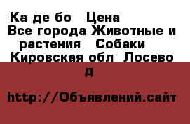 Ка де бо › Цена ­ 25 000 - Все города Животные и растения » Собаки   . Кировская обл.,Лосево д.